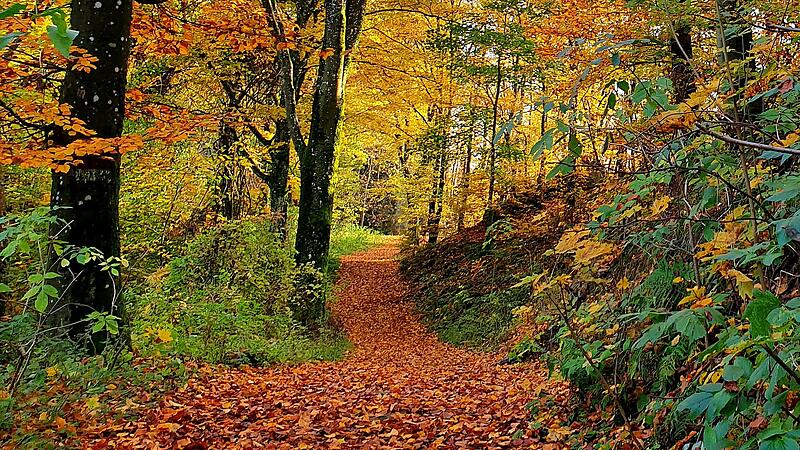 Die schönsten Waldfotos unser Leserinnen und Leser