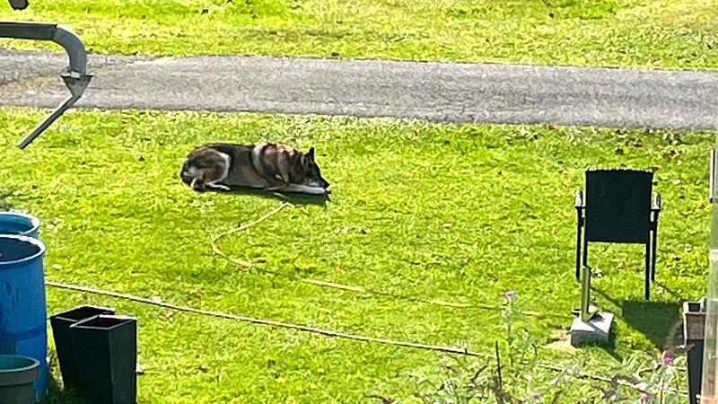 Wolfshund biss Chihuahua tot und verletzte Mädchen