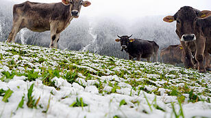 THEMENBILD: WINTEREINBRUCH IN WESTSTERREICH