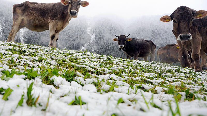 THEMENBILD: WINTEREINBRUCH IN WESTSTERREICH