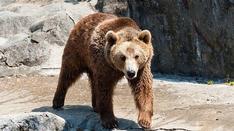 Brown bear at rock