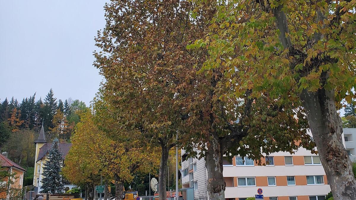 Grieskirchen: Acht stattliche Bäume sollen für sechs Parkplätze und  Straßenumbau weichen