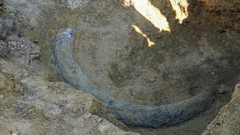 Stoßzahn im Burgenland entdeckt