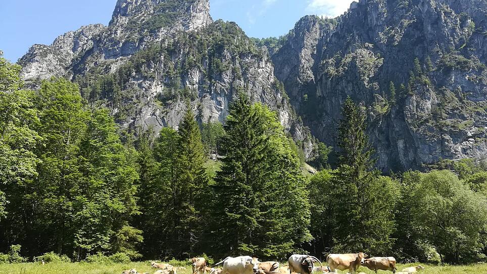 Kuhweide vor den schroffen felsen der kalkalpen