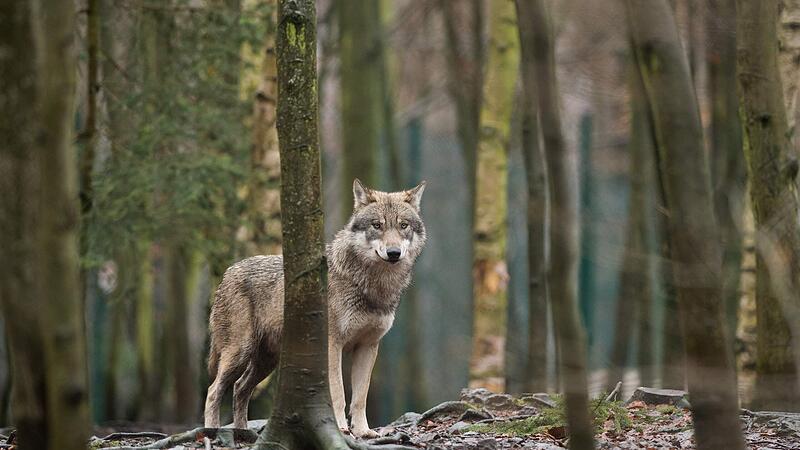 Wolf im Bezirk Freistadt darf erlegt werden