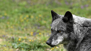 State Councilor reacts to current wolf sightings