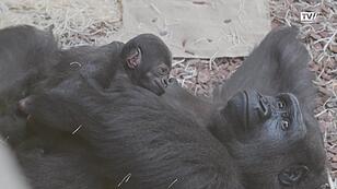 Süßer Gorilla-Nachwuchs im Zoo Schmiding
