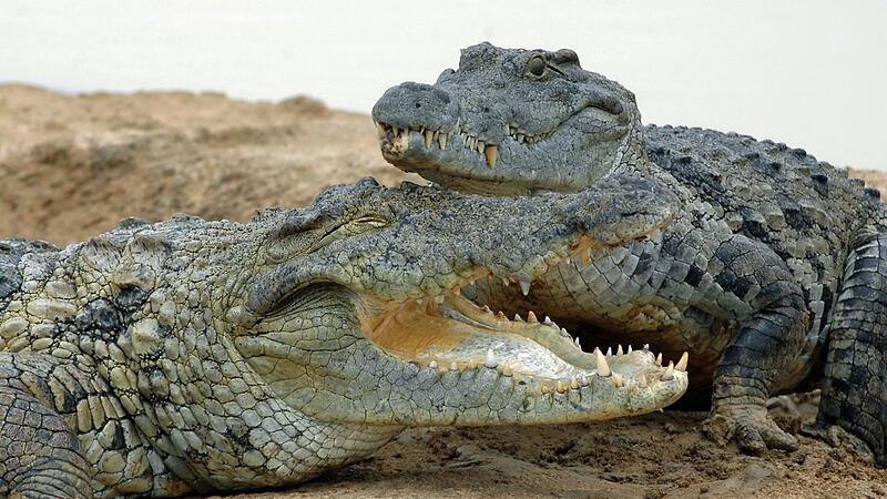 So singen Krokodile einander Liebeslieder