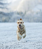 Hund Winter