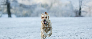 Hund Winter