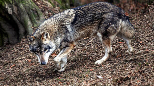 Tiroler Landesregierung gibt Wolf zu raschem Abschuss frei