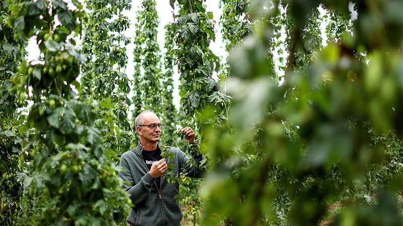 Wenn der Peter mit dem Hopfen