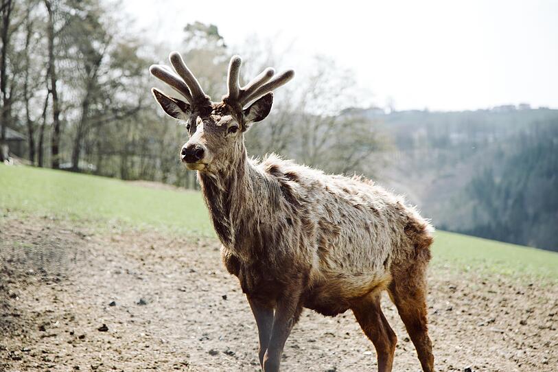 Tierpark Altenfelden