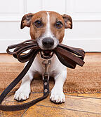 dog leather leash