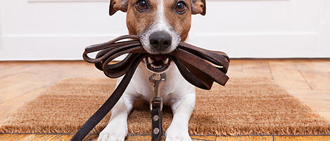 dog leather leash