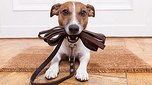 dog leather leash